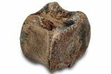 Hadrosaur (Edmontosaurus) Caudal Vertebra Centrum - South Dakota #316919-1